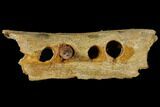 Spinosaurus Jaw Section - Composite Tooth #110476-1
